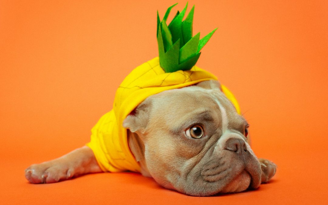 Dogtopia Halloween Photoshoot: Capture Your Pup’s Spooky Looks in Birmingham