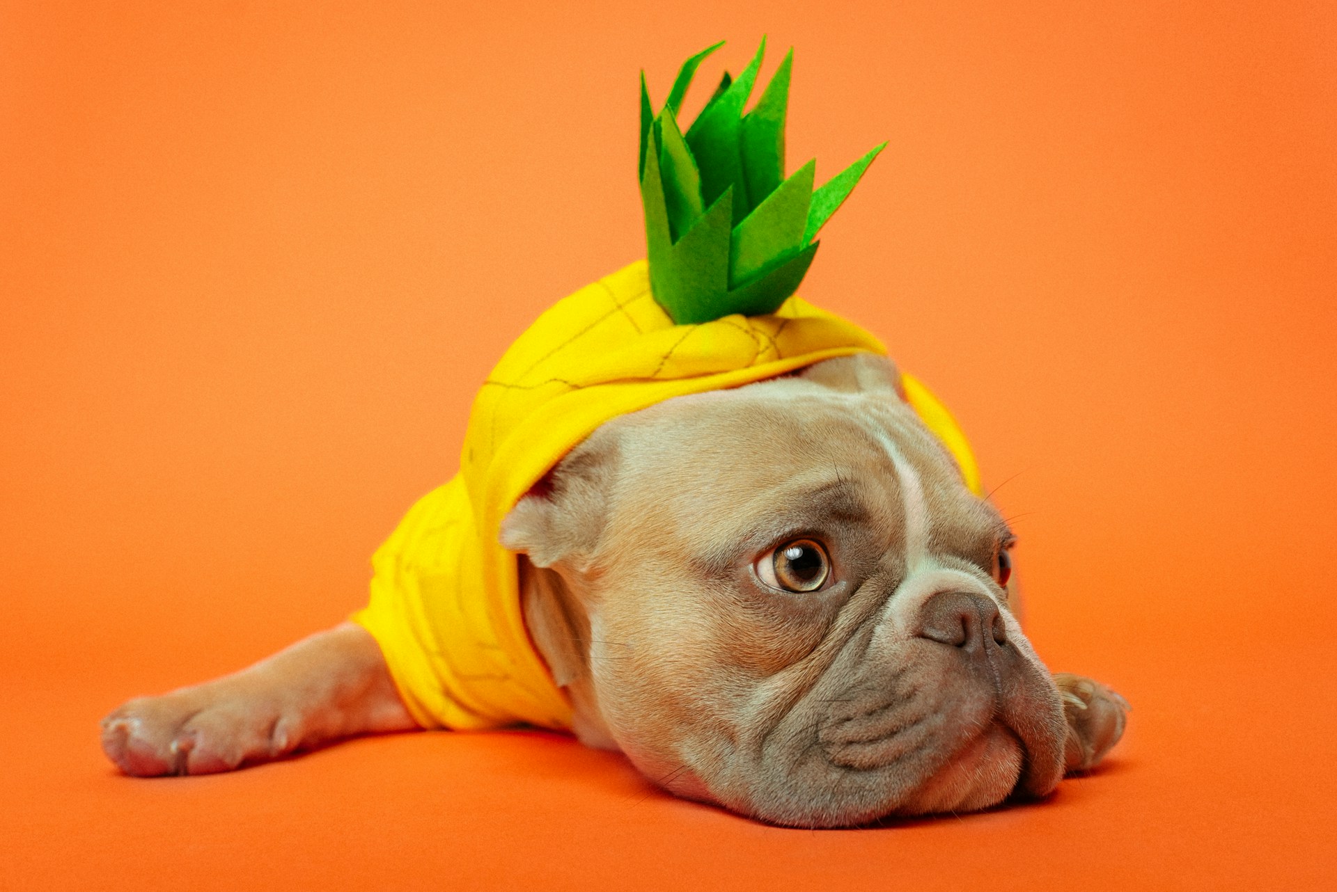 Dogtopia Halloween Photoshoot: Capture Your Pup's Spooky Looks in Birmingham